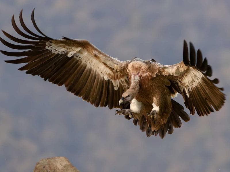 Vivo universe suffoco acervus neque suscipio
